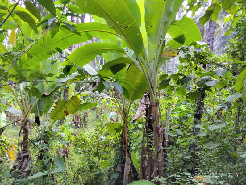  18295 Sq.ft. Residential Plot for Sale in Koothuparamba, Kannur