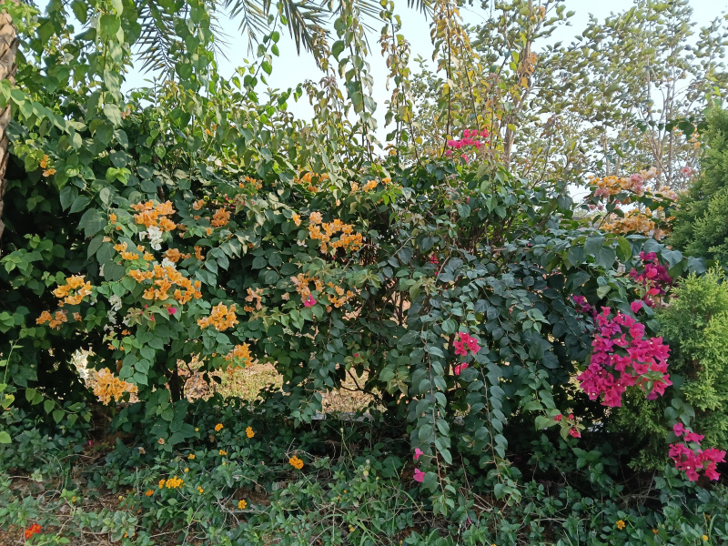  2500 Sq.ft. Agricultural/Farm Land for Sale in Ranipet, Chennai