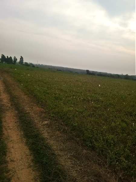 Agricultural Land 95 Cent for Sale in