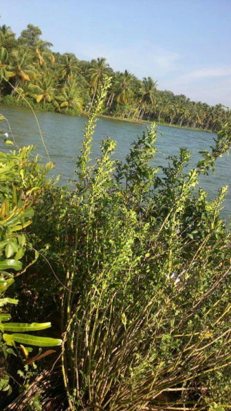  4 Acre Commercial Land for Sale in Varkala, Thiruvananthapuram