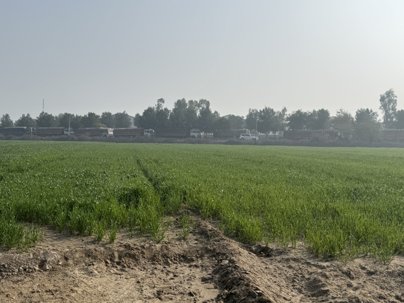  4 Acre Agricultural/Farm Land for Sale in Malout, Muktsar