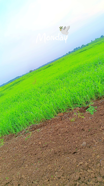  63 Bigha Agricultural/Farm Land for Sale in Rojhav, Kheda