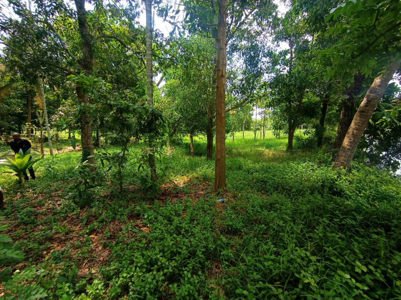  36 Cent Residential Plot for Sale in Mala, Thrissur