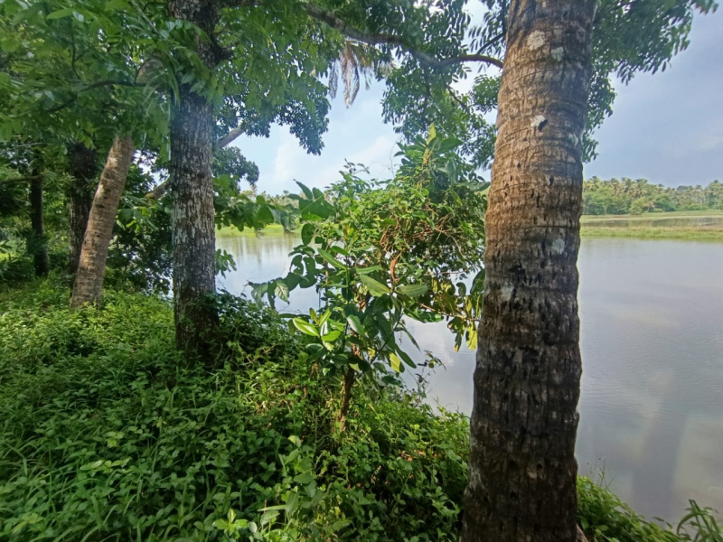  36 Cent Residential Plot for Sale in Mala, Thrissur