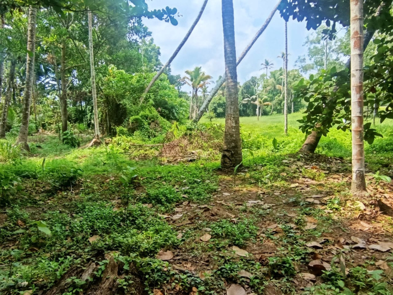  36 Cent Residential Plot for Sale in Mala, Thrissur