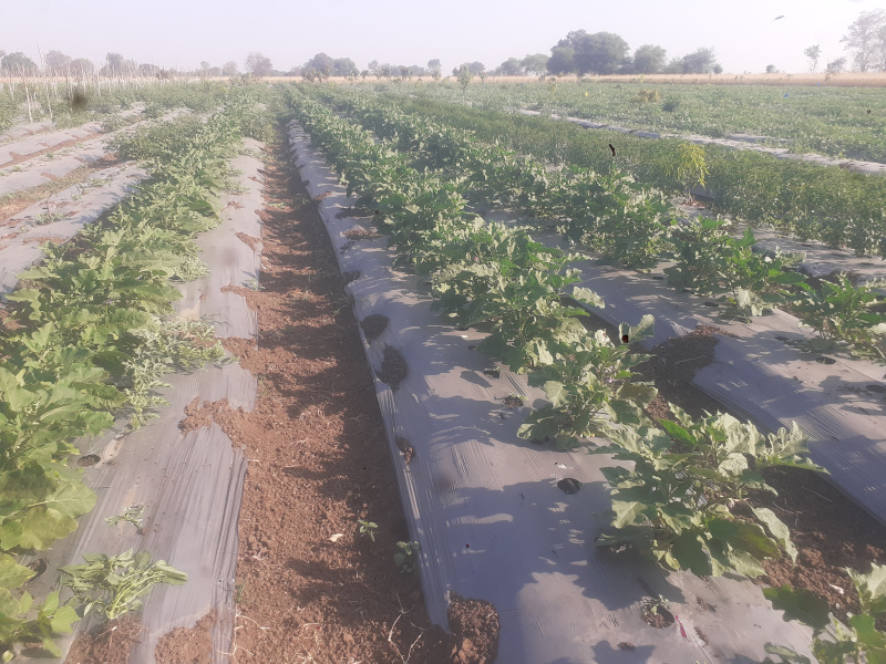  60984 Sq.ft. Agricultural/Farm Land for Sale in Sirali, Harda