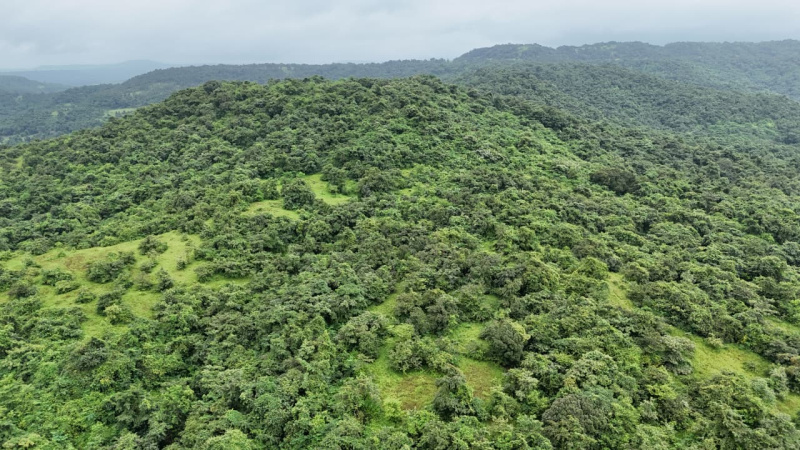  16 Acre Agricultural/Farm Land for Sale in Lanja, Ratnagiri