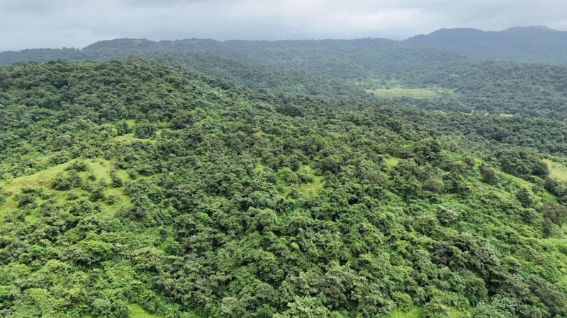  16 Acre Agricultural/Farm Land for Sale in Lanja, Ratnagiri