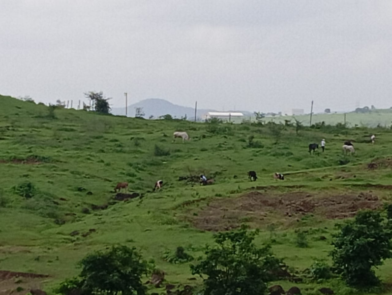  113 Acre Agricultural/Farm Land for Sale in Khed, Pune