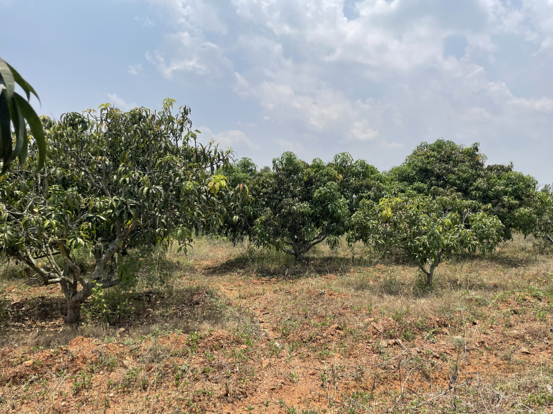  3 Acre Agricultural/Farm Land for Rent in Jayapura, Mysore