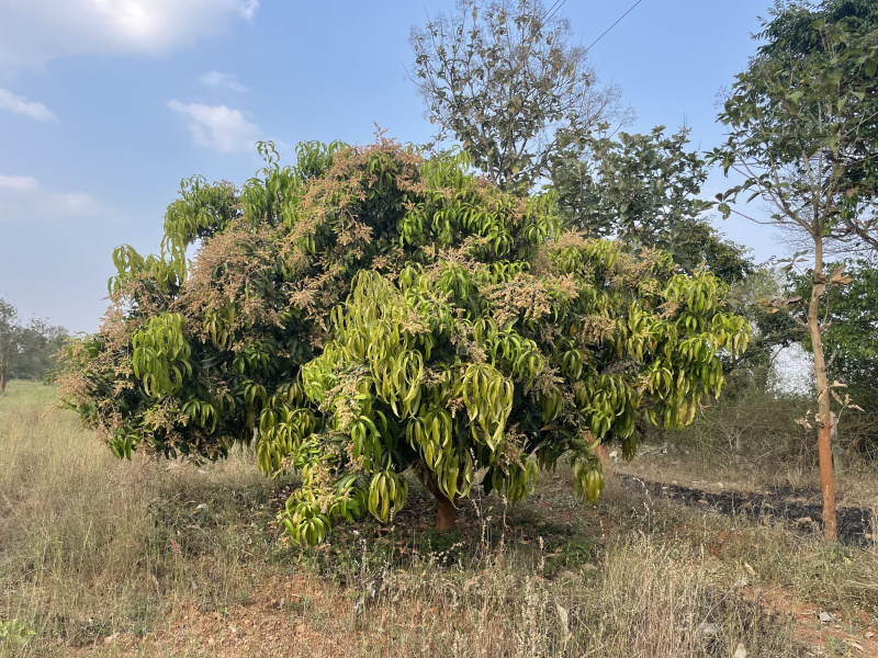  3 Acre Agricultural/Farm Land for Rent in Jayapura, Mysore