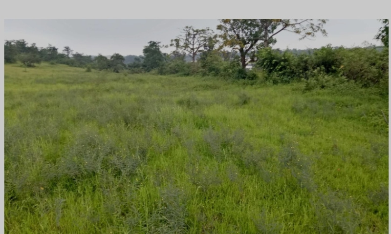  30 Acre Residential Plot for Sale in Roha, Raigad