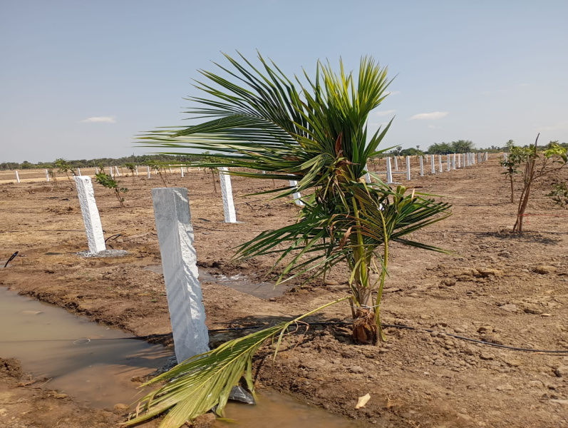 9600 Sq.ft. Agricultural/Farm Land for Sale in Melamaiyur, Kanchipuram