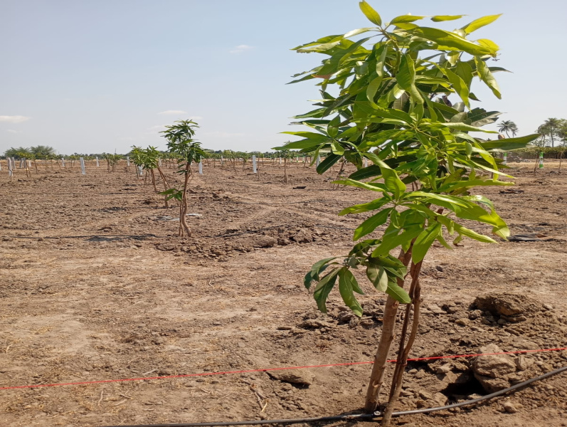  9600 Sq.ft. Agricultural/Farm Land for Sale in Melamaiyur, Kanchipuram