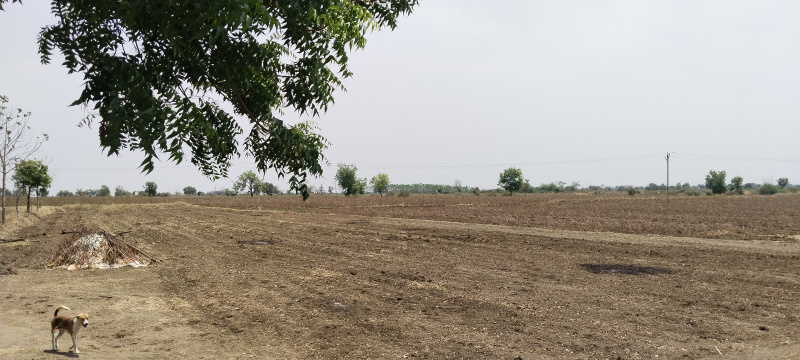  4 Acre Agricultural/Farm Land for Sale in Hinganghat, Wardha