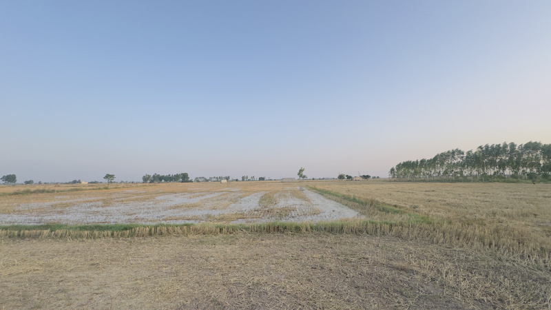  21 Bigha Agricultural/Farm Land for Sale in Ghanaur, Patiala