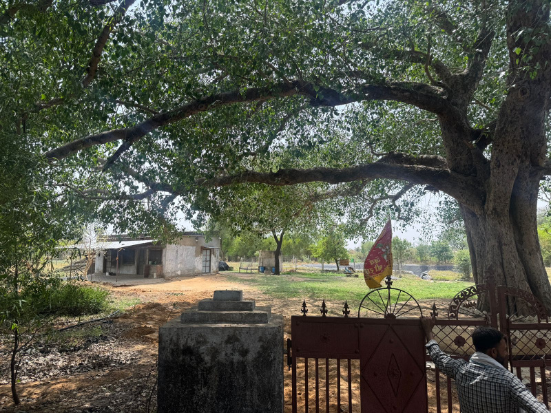  54 Bigha Agricultural/Farm Land for Sale in Lalsot, Dausa