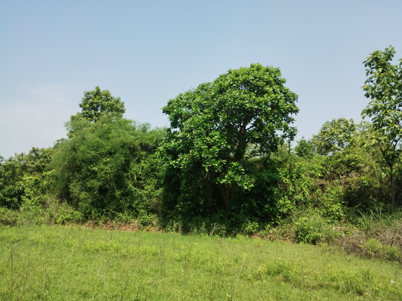  2 Acre Agricultural/Farm Land for Sale in Ramabhadrapuram, Vizianagaram