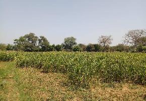  Agricultural Land for Sale in Borsad, Anand