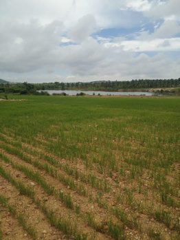  Residential Plot for Sale in Kadur, Chikmagalur