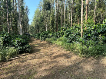  Residential Plot for Sale in Sakleshpur, Hassan