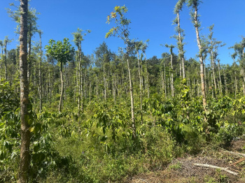  Agricultural Land for Sale in Mudigere, Chikmagalur