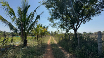  Agricultural Land for Sale in Gauribidanur, Bangalore