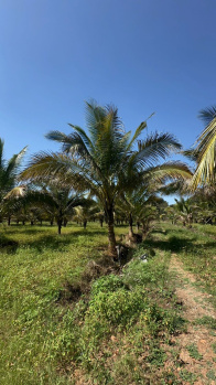  Agricultural Land for Sale in Doddaballapur, Bangalore