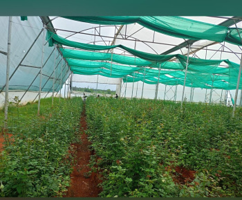  Agricultural Land for Sale in Gauribidanur, Bangalore