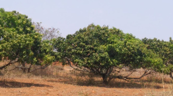  Agricultural Land for Sale in Ramanagara, Bangalore