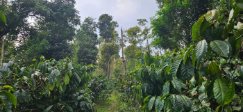  Agricultural Land for Sale in Sakleshpur, Hassan