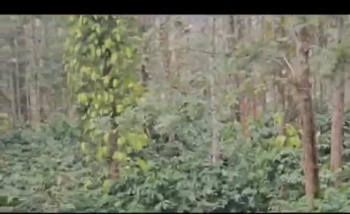 Agricultural Land for Sale in Belur Hassan