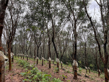  Agricultural Land for Sale in Belthangady, Mangalore