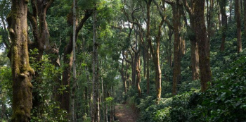  Agricultural Land for Sale in KM Road, Chikmagalur