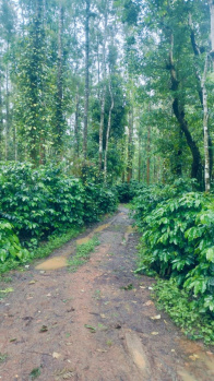  Agricultural Land for Sale in Koduvalli, Chikmagalur
