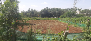  Agricultural Land for Sale in Ramanahalli, Chikmagalur