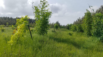  Agricultural Land for Sale in Belur Hassan
