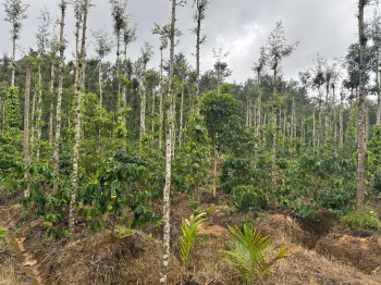 Agricultural Land for Sale in Mudigere, Chikmagalur
