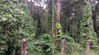  Agricultural Land for Sale in Mallandur Road, Chikmagalur
