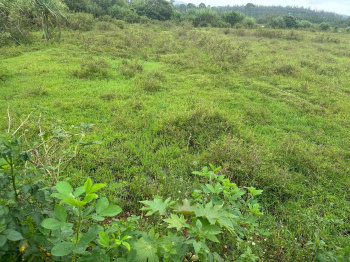  Agricultural Land for Sale in Mudigere, Chikmagalur