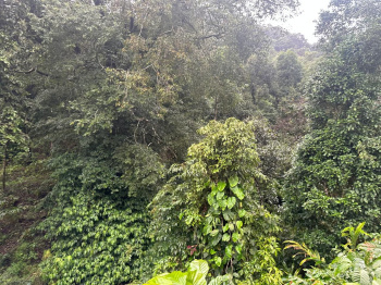  Agricultural Land for Sale in Mudigere, Chikmagalur