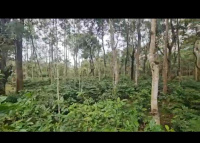  Agricultural Land for Sale in Tejur, Hassan