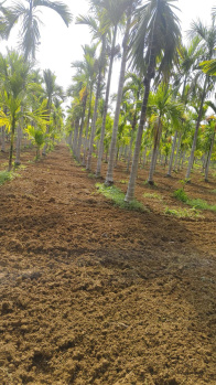  Agricultural Land for Sale in Belur Hassan