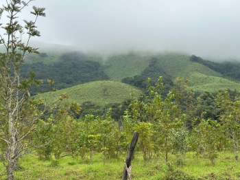 Agricultural Land for Rent in Mudigere, Chikmagalur