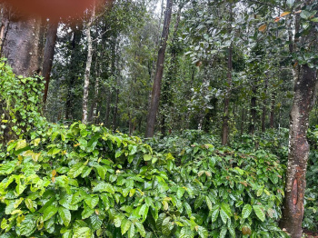  Agricultural Land for Sale in Birur, Chikmagalur