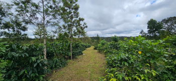  Agricultural Land for Sale in Sakleshpur, Chikmagalur