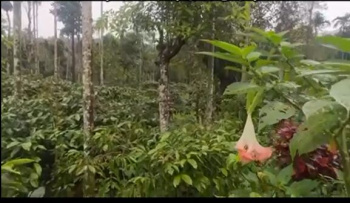  Agricultural Land for Sale in Mudigere, Chikmagalur