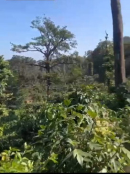  Agricultural Land for Sale in Madikeri, Kodagu