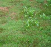 Commercial Land for Sale in Palarivattom, Kochi