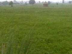  Agricultural Land for Sale in Vishal Nagar, Yamunanagar